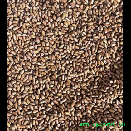 厂家批发抛光除尘大颗粒决明子 沙滩玩具 枕芯填充用决明子图3