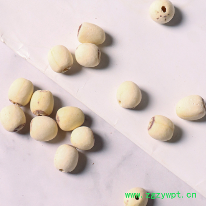 厂家批发建宁白莲子 直供去芯红皮白莲子干 散装新货磨皮白莲子干图2