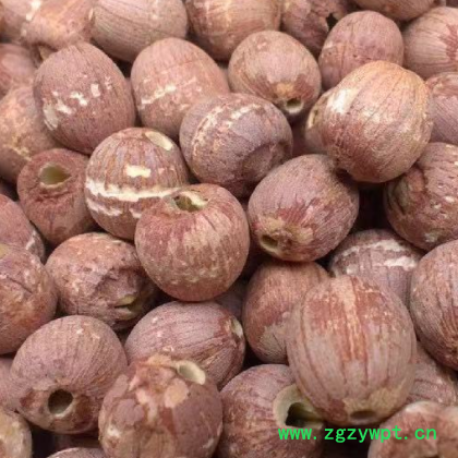 厂家批发建宁白莲子 直供去芯红皮白莲子干 散装新货磨皮白莲子干图3