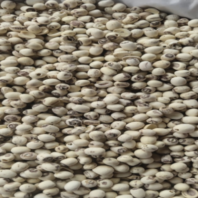 莲子干货 有芯白莲子 无芯磨皮白莲 湘潭产地货源品质好稳定