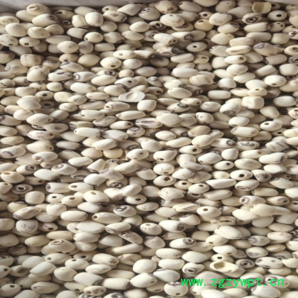 莲子干货 有芯白莲子 无芯磨皮白莲 湘潭产地货源品质好稳定图2