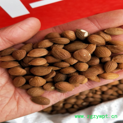 桃仁 山桃仁 家桃仁 毛桃仁 新货可免费打粉厂家一件代发