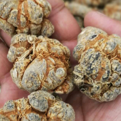 云南文山 三七 各种规格三七头 30头 散装中药材批发