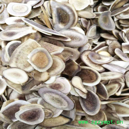 供应东北角鹿片 散装长白山红血片 鹿角片 中药材批发图3