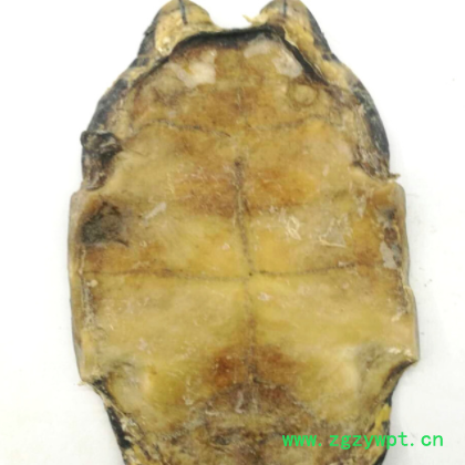 中药材批发龟板 河龟板 龟板 散装 各种规格 量大价格优惠图2