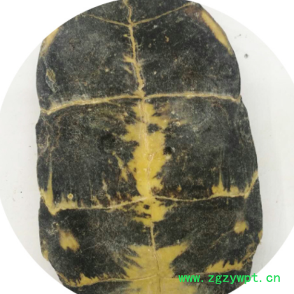 中药材批发龟板 河龟板 龟板 散装 各种规格 量大价格优惠图3