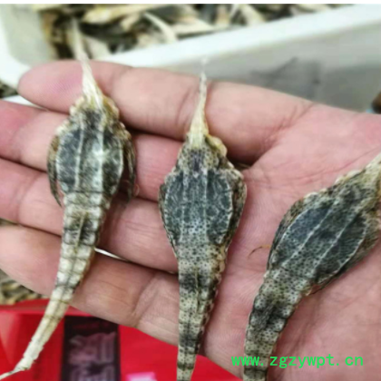 批发中药材 海燕 海麻雀 清水 足干散装图2