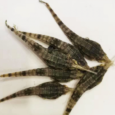 批发中药材 海燕 海麻雀 清水 足干散装