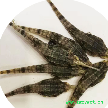 批发中药材 海燕 海麻雀 清水 足干散装图3