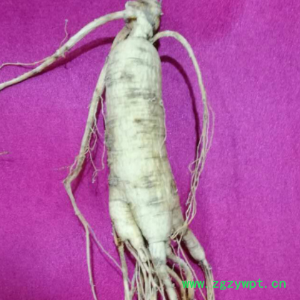 批发长白山 林下参 东北吉林 野山参 人参 中药材图2