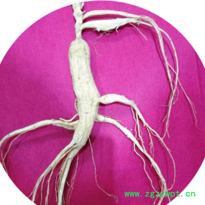 批发长白山 林下参 东北吉林 野山参 人参 中药材图3