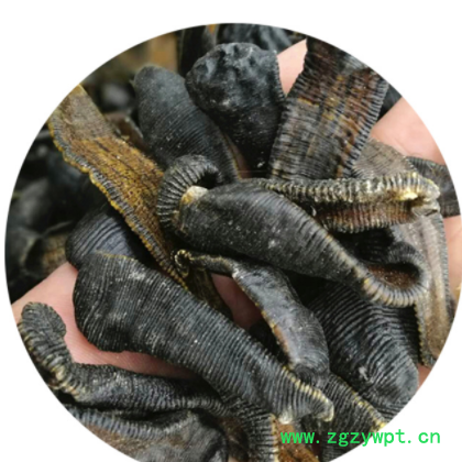 批发供应中药材 水蛭 水蛭干 清水吊干货蚂蟥 蚂蝗图2