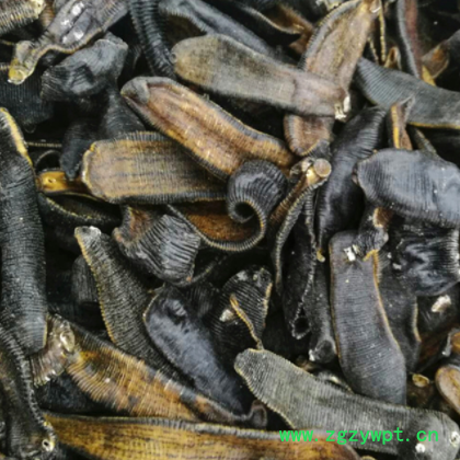 批发供应中药材 水蛭 水蛭干 清水吊干货蚂蟥 蚂蝗图3
