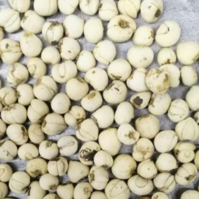 大量批发中药材川贝母 松贝 散装贝母