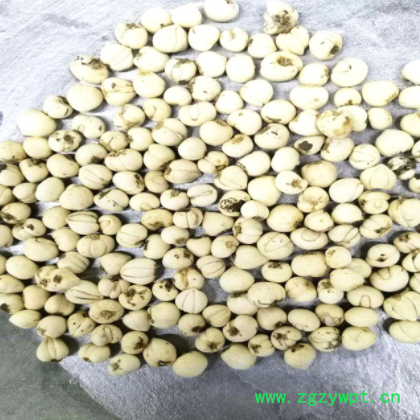 大量批发中药材川贝母 松贝 散装贝母图2