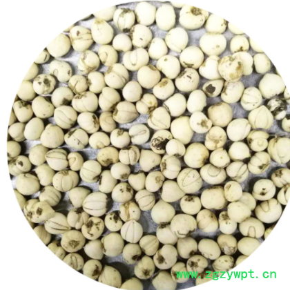 大量批发中药材川贝母 松贝 散装贝母图3