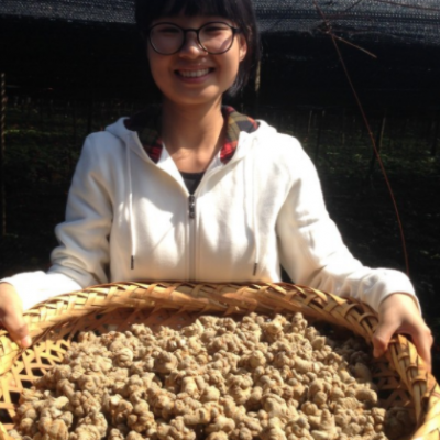 三七 云南文山产地 头子田七各种规格