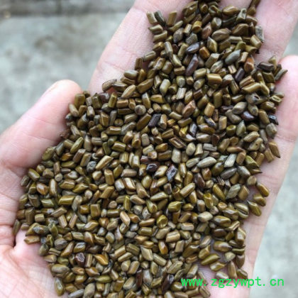 决明子 抛光除尘除杂质 充足货源批发 价格合理 枕头玩具沙适用