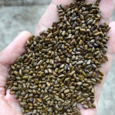 决明子 抛光除尘除杂质 充足货源批发 价格合理 枕头玩具沙适用