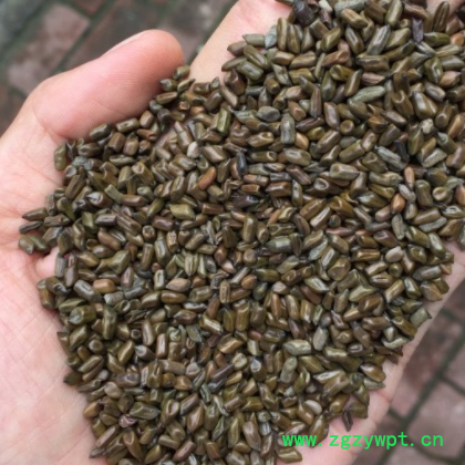 决明子 抛光除尘除杂质 充足货源批发 价格合理 枕头玩具沙适用图3