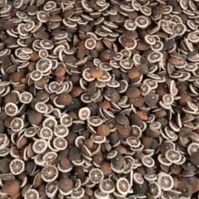 四川安岳高含量鲜枳壳 量大质优 物流全国