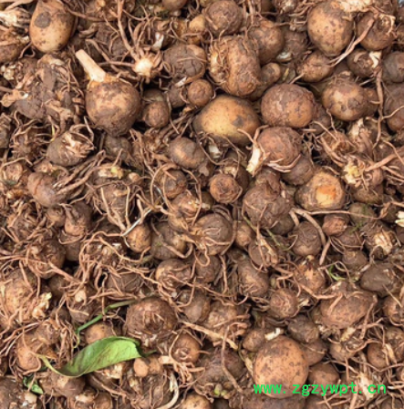 四川省安岳产地直销高产量野生鲜半夏种球