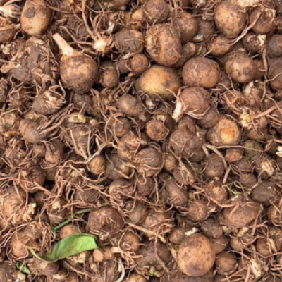 四川省安岳产地直销高产量野生鲜半夏种球