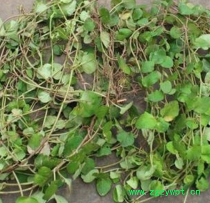 四川安岳，高含量野生全大叶金钱草 产地直销图3