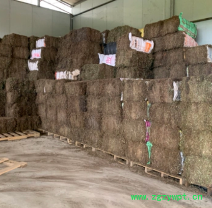 四川安岳，高含量野生全大叶金钱草 产地直销图4