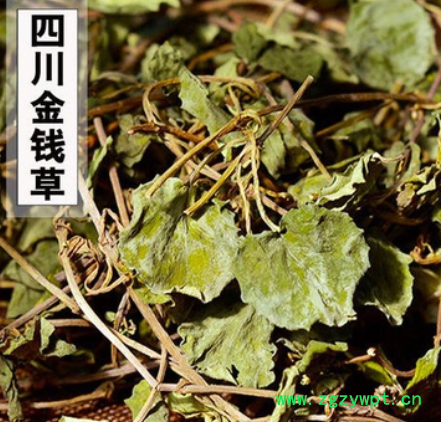 四川安岳，高含量野生全大叶金钱草 产地直销图2