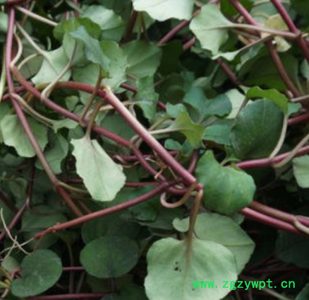 四川安岳，高含量野生全大叶金钱草 产地直销