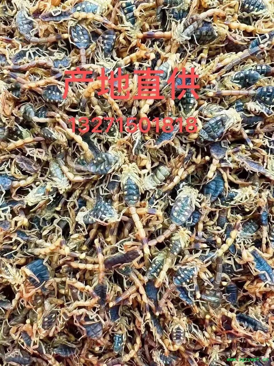 蝎子、蜈蚣产地直供图2