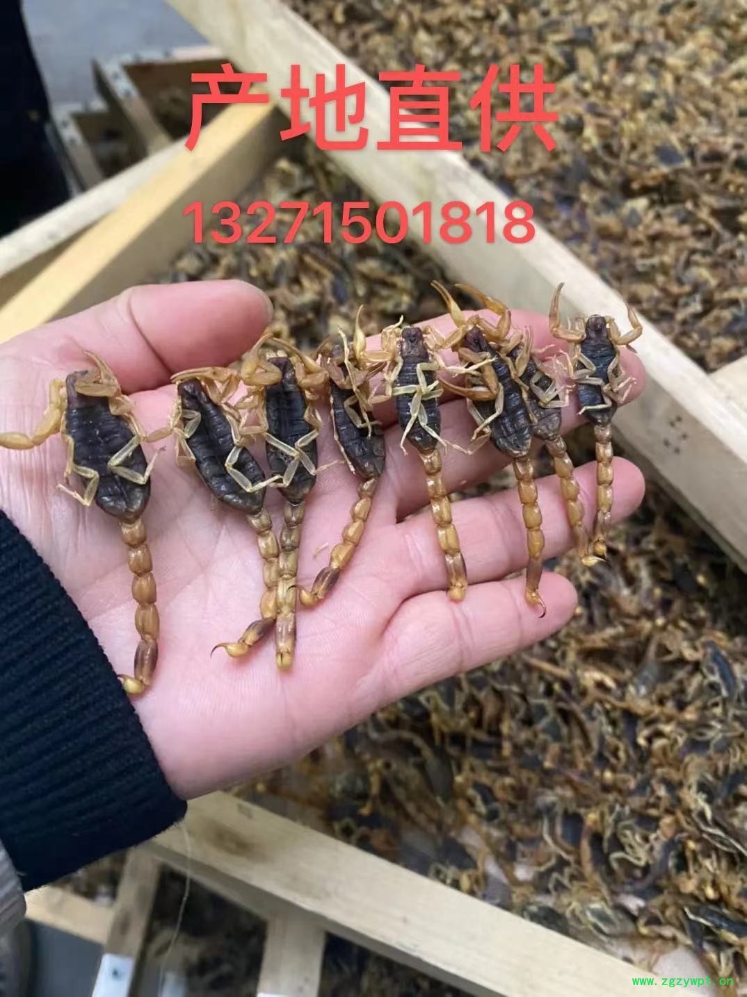 蝎子、蜈蚣产地直供图3
