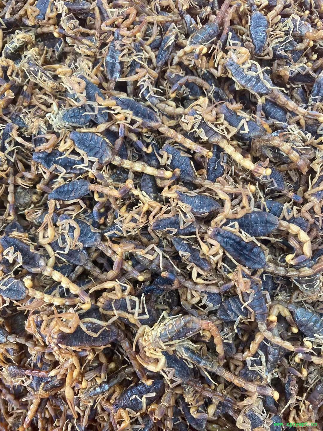 蝎子数量直供图2