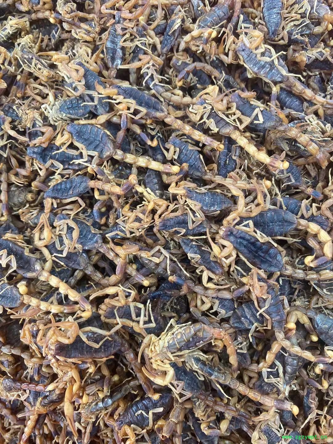 蝎子数量直供图3