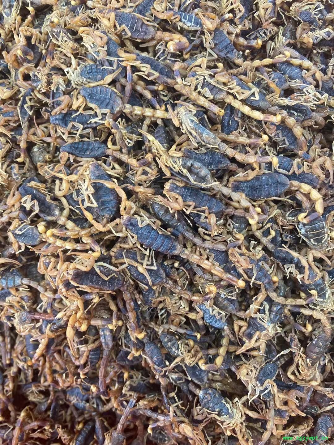 蝎子养殖厂家直销图3