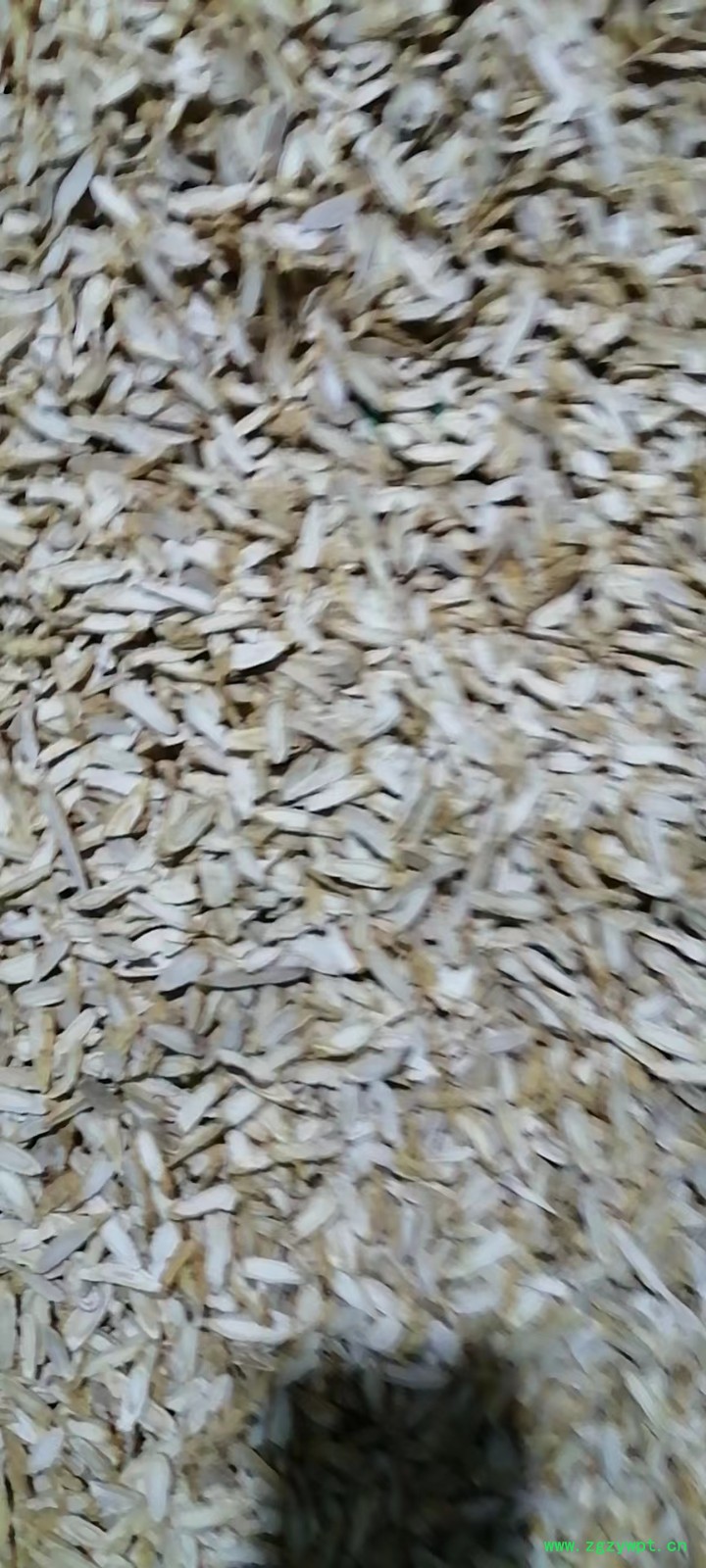 人参片 价格420KG图2