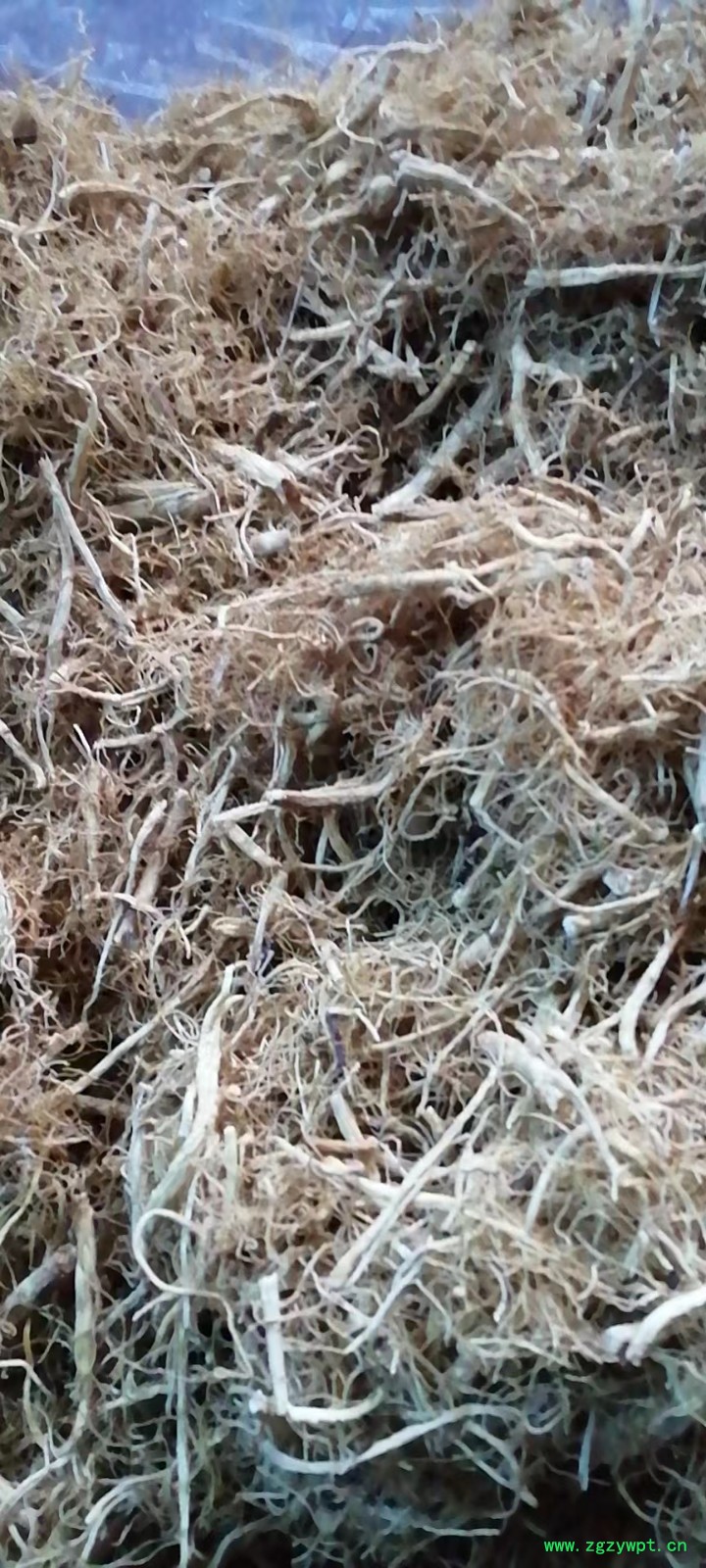 人参须图4