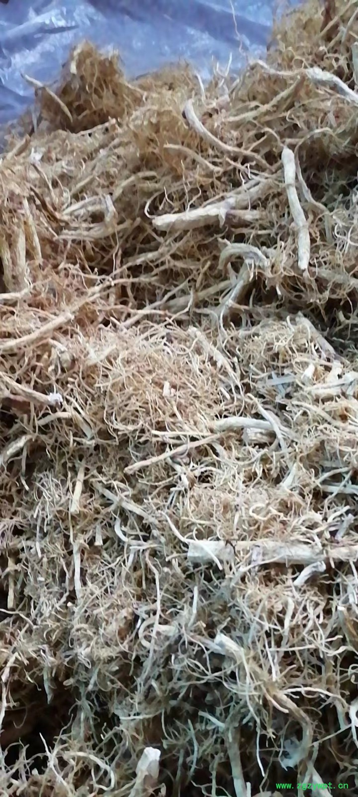 人参须图3
