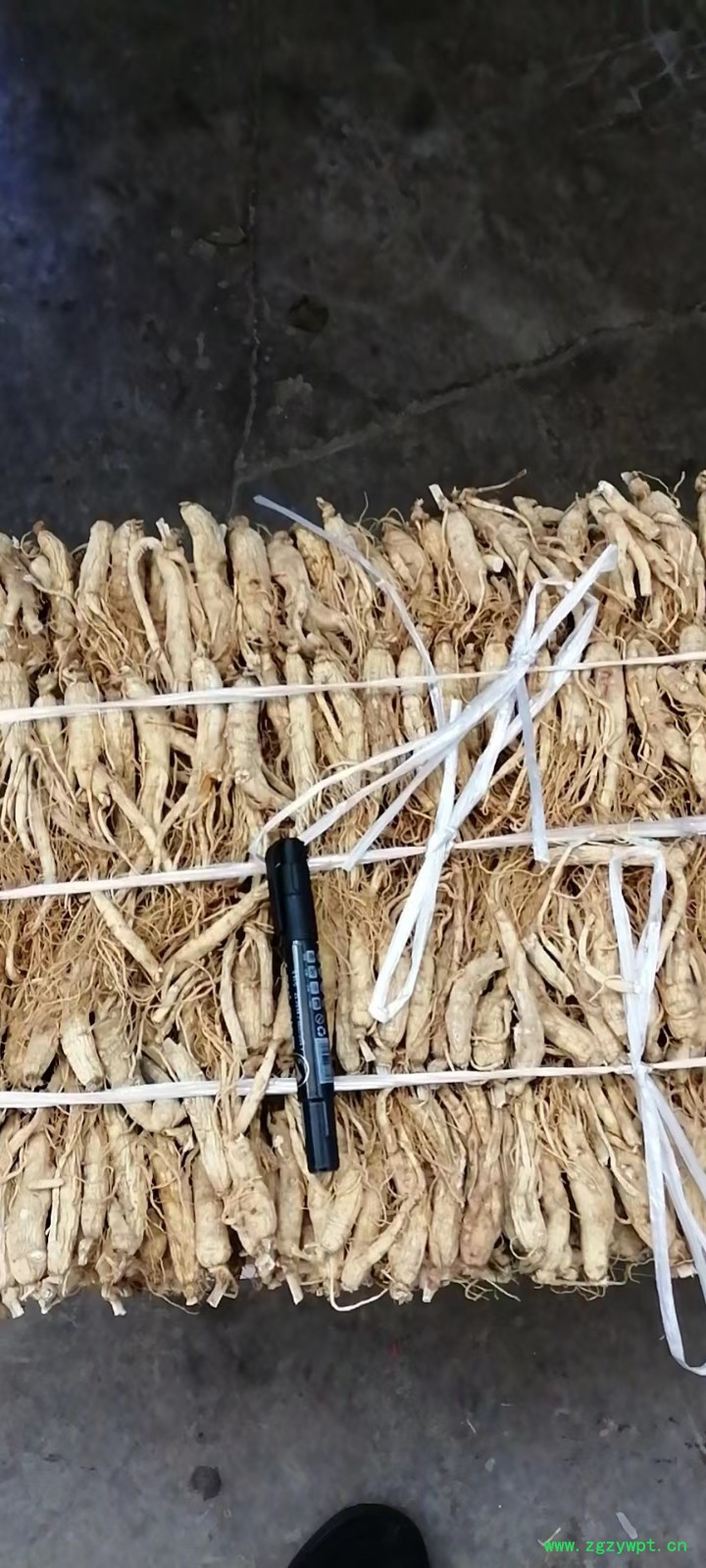 药厂人参220/KG图2