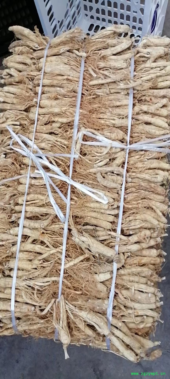 药厂人参220/KG图3