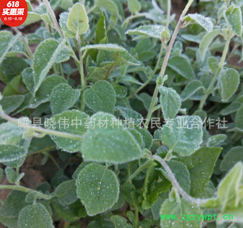 党参条批发滋补药材党参片中药材党参节批发党参产地直供段满包邮图2