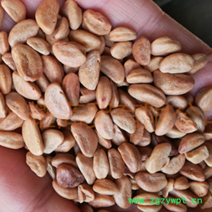 新货山楂籽,山楂核 山里红籽,枕头原料,儿童沙滩填充物图2