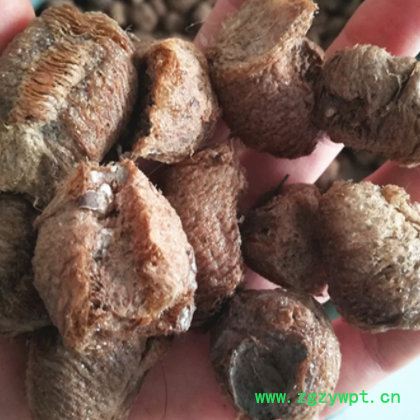 桑螵蛸 螵蛸 桑蛸 螳螂子各种等级 大货直供欢迎订购图3