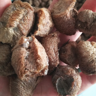 桑螵蛸 螵蛸 桑蛸 螳螂子各种等级 大货直供欢迎订购