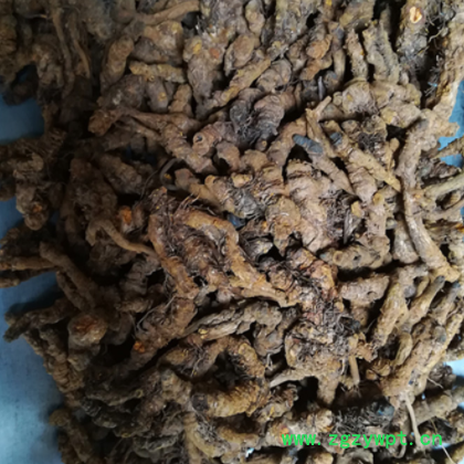 黄连 单支黄连 鸡爪黄连 黄连片 药厂投料黄连 黄连沫图2