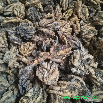 黄连 单支黄连 鸡爪黄连 黄连片 药厂投料黄连 黄连沫图3