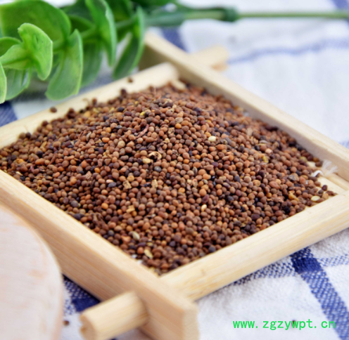 菟丝子 内蒙兔丝子 吐丝籽 吐丝子 菟丝籽 菟丝子图3