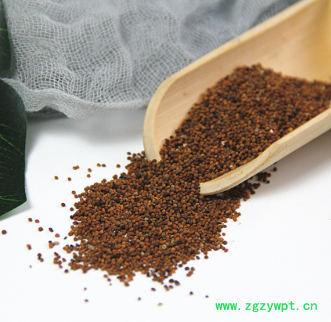 菟丝子别名豆寄生无根草黄丝吐丝子图2