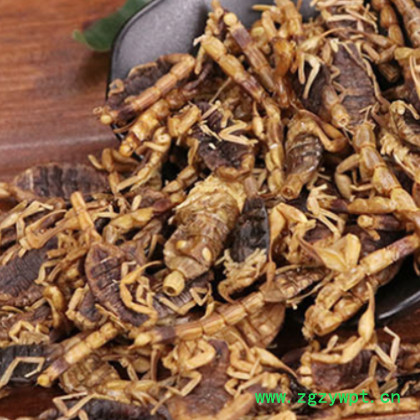 现货全蝎 批发中药材清水全蝎 蝎子全虫散装淡盐水蝎子干代发干货图2